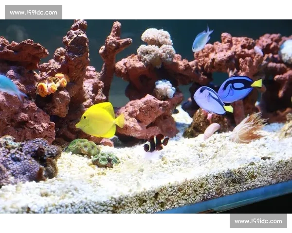 极致美丽水世界观赏鱼大赛精彩瞬间全纪录